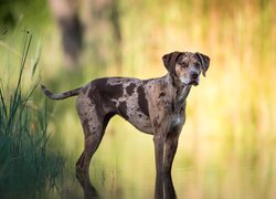 Pies, Catahoula leopard dog, Woda, Rośliny, Rozmyte, Tło