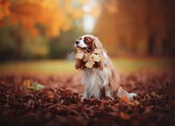 Cavalier king charles spaniel w jesiennych liściach