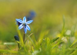 Cebulica syberyjska, Niebieski, Kwiatek