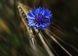Kwiat, Niebieski, Chaber, Bławatek