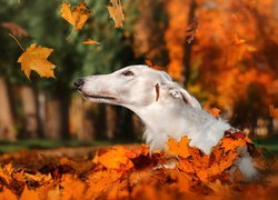 Jesień, Liście, Czerwone, Park, Pies, Chart rosyjski, Borzoj