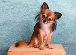 Chihuahua długowłosa, Piesek