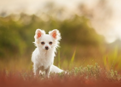 Chihuahua długowłosa w trawie na rozmytym tle
