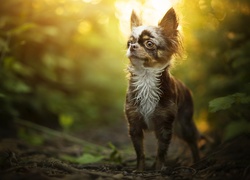 Chihuahua długowłosa zapatrzona w dal