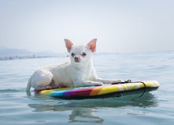 Chihuahua krótkowłosa na desce w wodzie