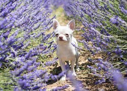 Chihuahua krótkowłosa na polu lawendy