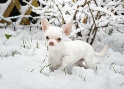 Pies, Chihuahua krótkowłosa, Śnieg, Krzew