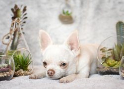 Pies, Chihuahua krótkowłosa, Dekoracje, Rośliny