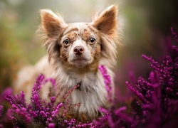 Pies, Chihuahua długowłosa merle, Mordka, Wrzos