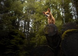 Pies, Chihuahua krótkowłosa, Drewno, Las