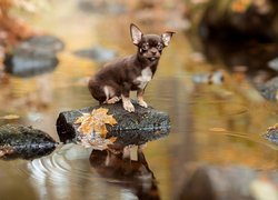 Chihuahua krótkowłosa, Rzeka, Liście, Kamienie