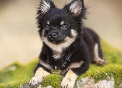 Chihuahua na omszonym kamieniu
