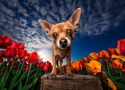 Pies, Chihuahua, Zbliżenie, Kwiaty, Tulipany, Promienie słońca