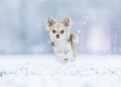 Chihuahua skaczący po śniegu
