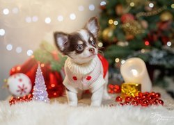 Chihuahua w świątecznym ubranku