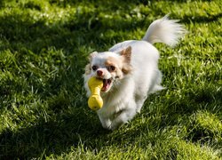 Chihuahua z zabawką biegnie po trawie