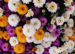 Kwiaty, Rozwinięte, Kolorowe, Chryzantemy