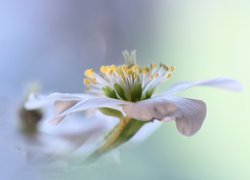 Ciemiernik biały, Kwiat