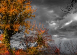 Ciemne chmury nad jesiennymi drzewami