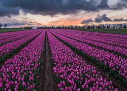 Ciemne chmury nad plantacją różowych tulipanów