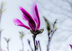 Ciemnoróżowy, Kwiat, Magnolia, Gałązki
