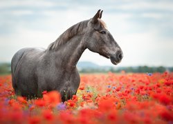 Ciemnosiwy, Koń, Kwiaty, Maki