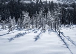 Cienie drzew na śniegu