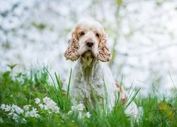 Pies, Cocker spaniel angielski, Trawa, Kwiaty