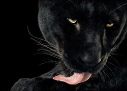 Czarna pantera z wystającym językiem