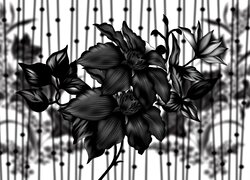 Czarne, Kwiaty, Grafika