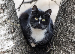 Czarno-biały kot pomiędzy pniami drzewa
