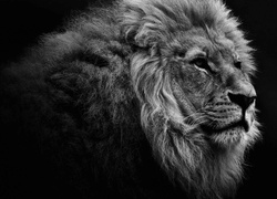 Czarno-biały portret lwa