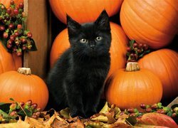 Czarny kot przy dyniach