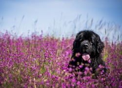 Pies, Łąka, Kwiaty, Nowofundland