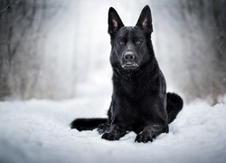 Czarny owczarek niemiecki, Pies, Śnieg