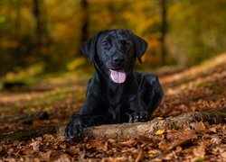Pies, Czarny, Labrador retriever, Liście