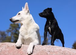 Dwa, Psy, Biały owczarek szwajcarski, Czarny, Pies,  Biały Owczarek Szwajcarski, Owczarek amerykańsko-kanadyjski