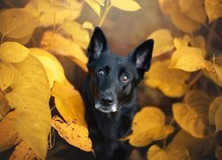 Czarny pies w żółtych liściach