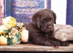 Pies, Szczeniak, Czekoladowy, Labrador retriever, Kwiaty