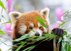 Czerwona panda z liściastą gałązką