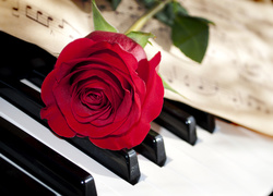 Czerwona róża i nuty na klawiszach fortepianu