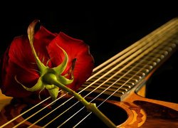 Czerwona róża na gitarze