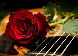 Czerwona róża położona na gitarze