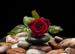 Czerwona róża w kroplach wody na kamieniach