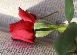 Czerwona róża w książce