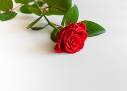 Czerwona róża