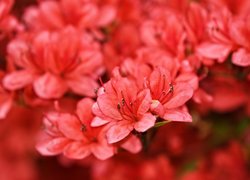 Azalie, Rododendron, Czerwone, Kwiaty, Pręciki