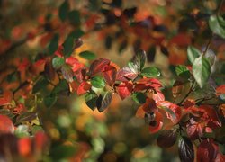 Czerwone i zielone liście berberysu na gałązkach