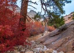 Park Narodowy Zion, Stan Utah, Stany Zjednoczone, Jesień, Skały, Roślinność, Drzewo, Czerwony, Krzew