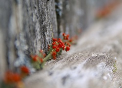 Czerwone kwiatuszki w makro na rozmytym tle